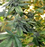 July-15-grow-Nov-21-flowering-buds.jpg