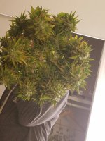 20161228_231446_1482995738338-1512x2016.jpg