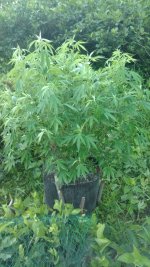 IMG_20180708_200618002.jpg