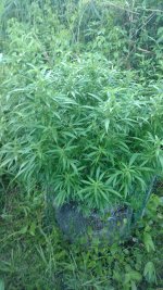 IMG_20180708_194154363.jpg