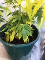 Sick Plant 1.JPG