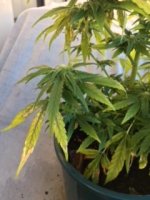 Sick Plant 2_1253 (002).JPG