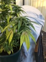 Sick Plant 3_1251 (003).JPG