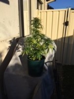 Sick Plant 4 1256 (003).JPG