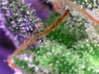photo53306.jpg