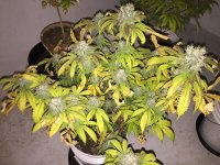 IMG_3218.JPG