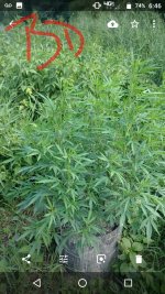 IMG_20180714_072938.jpg