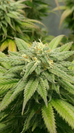Screenshot_20180719-212326.png