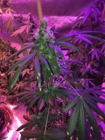 pic 2.jpg