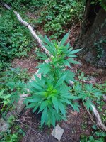 IMG_20180715_093408.jpg