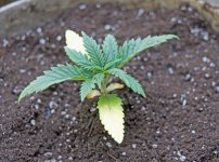 Click image for larger version Name: Yellowing-example-1.jpg Views: 1 Size: 109.3 KB ID: 231461 Click image for larger version Name: Yellowing-example-1.jpg Views: 1 Size: 109.3 KB ID: 231461