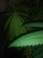 IMG_20180729_193049764.jpg