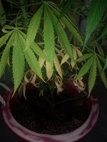IMG_20180729_193026603.jpg