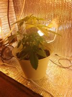 IMG_20180730_124710.jpg