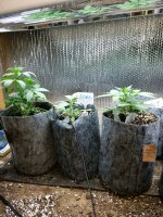 photo55170.jpg