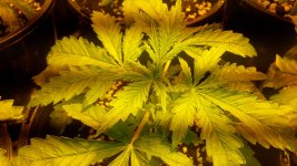photo55252.jpg