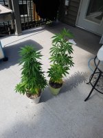 20180801_143127.jpg