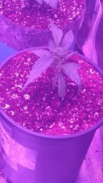 IMG_20180810_192708558.jpg