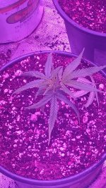 IMG_20180810_192713047.jpg