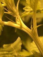211825E7-D770-4444-B0E8-0A53C222B045.jpeg