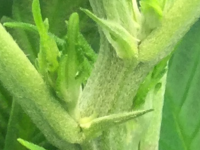 photo57442.png