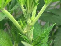 photo57443.png