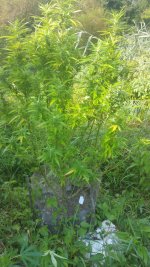 20180825_081127.jpg