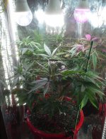 image_57585.jpg image_57585.jpg