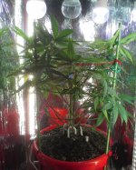 image_57596.jpg image_57596.jpg