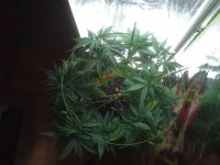 image_57602.jpg image_57602.jpg