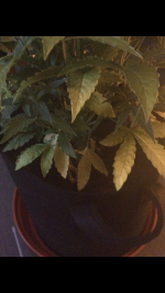 photo57691.png