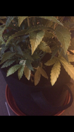 photo57692.png