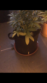 photo57703.png