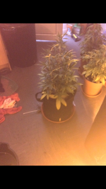 photo57704.png