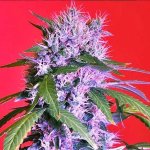 berry-bomb-feminised Cropped.jpg