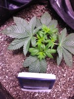 photo58391.jpg