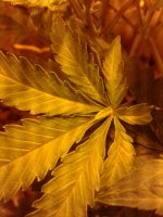 20180907_185225.jpg
