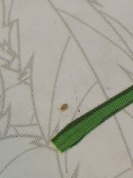 Insect.jpg