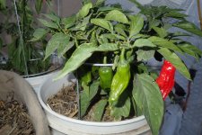 photo59074.jpg