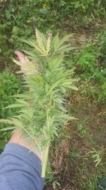 20180911_151950.jpg