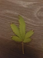 20180915_223136.jpg