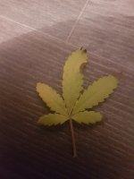 20180915_223109.jpg