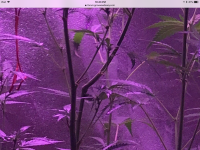 photo59780.png