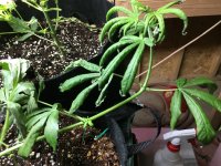 photo60240.jpg