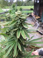 IMG_2625.JPG