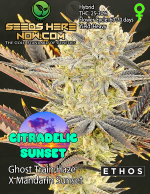 ethos-genetics-citradelic-sunset-feminized.jpg.png