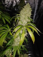 20180925_154907.jpg