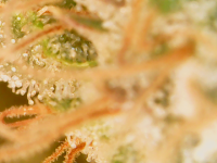 photo61266.png