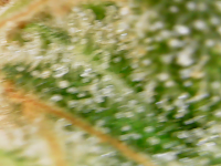 photo61270.png