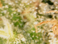 photo61274.png